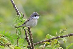 Greater Whitethroat